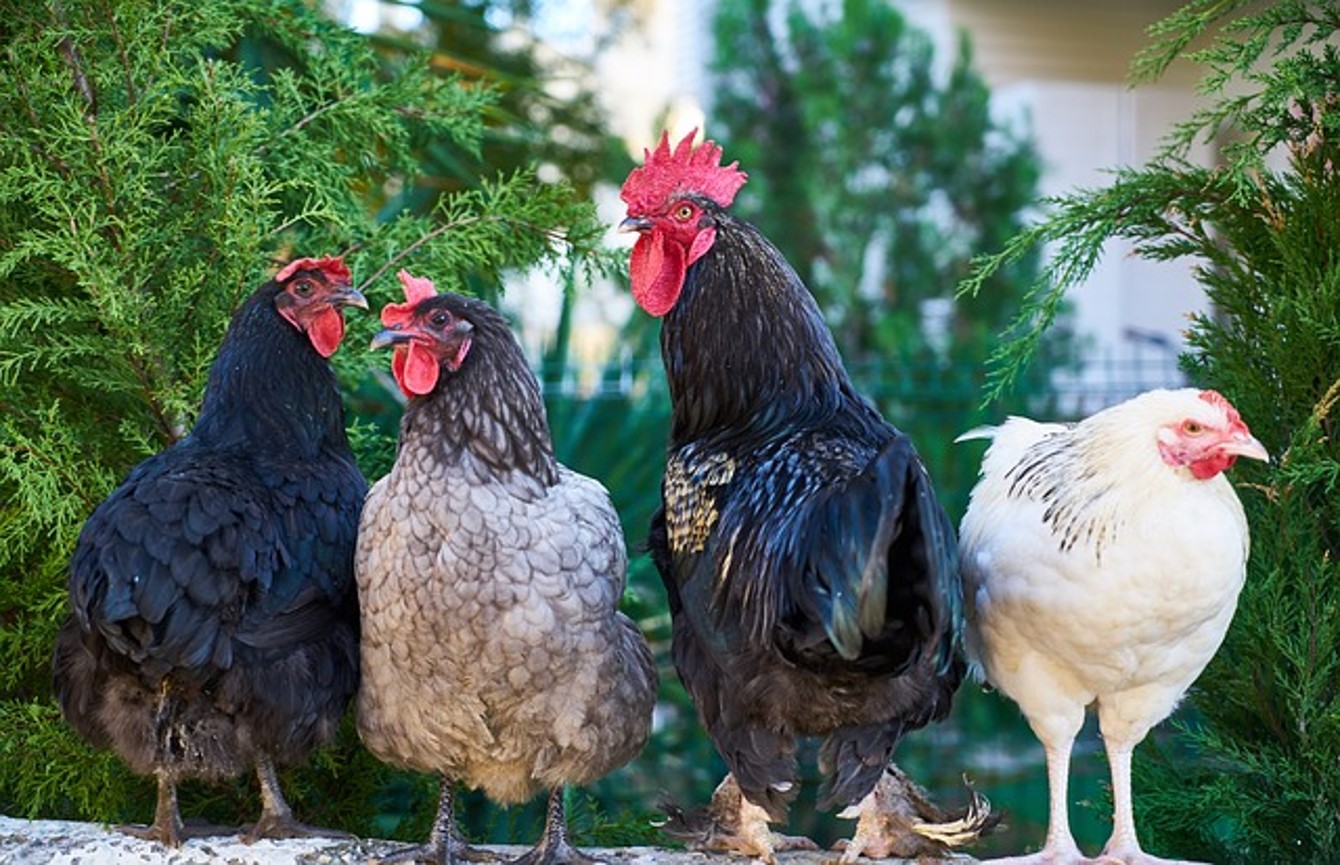 Adiluhung Chicken